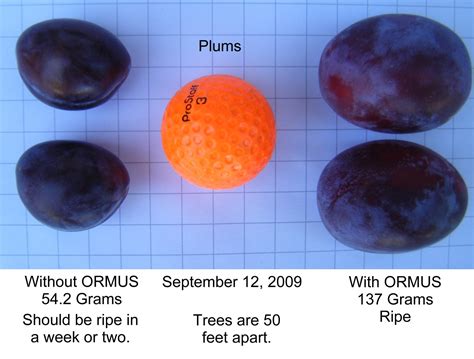 Embracing Plum Sorcery: Incorporating Plums into Your Magickal Practice